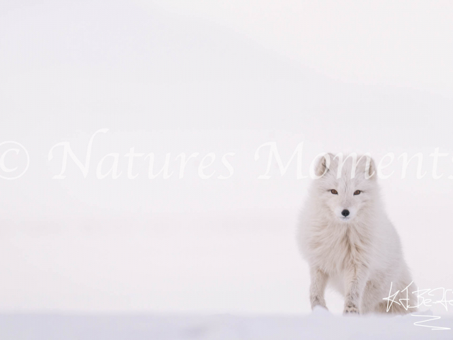 Arctic Fox - Beautiful Coat