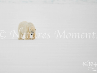Polar Bear - Time to Hunt