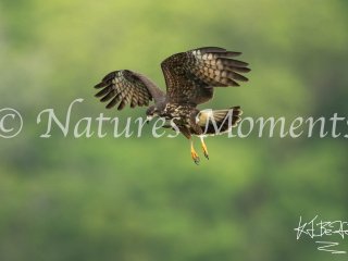 Snail Kite, Gatun Lake - Hover