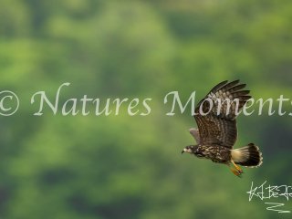 Snail Kite, Gatun Lake - Glide