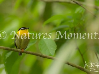 Golden-collared Manakin - Gatun Lake
