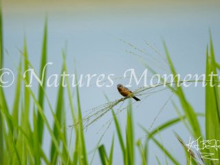 Ruddy-breasted Seedeater, Pipeline Road