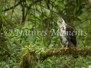 Ornate Hawk-Eagle, Looking for Lunch