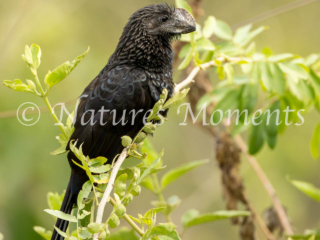 Groove-billed Ani, La Mesa