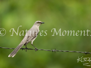 Tropical Mockingbird, Restrepo