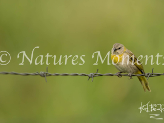 Saffron Finch, Restrepo