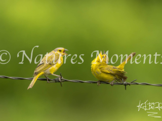 Courting Saffron Finch, Restrepo