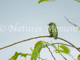 Swallow Tanager, Restrepo