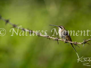 Sooty-capped Hermit, Restrepo