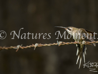 Sooty-capped Hermit - Take off, Restrepo