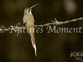 Sooty-capped Hermit On a Wire