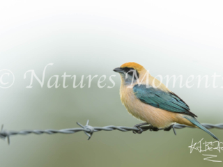 Burnished-buff Tanager, Colombia