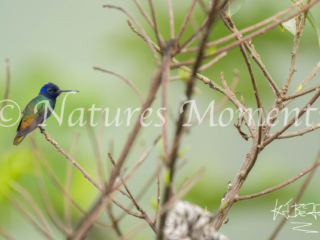 Golden-tailed Sapphire Hummingbird, Restrepo