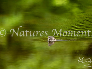 Least Grebe - Green Reflections