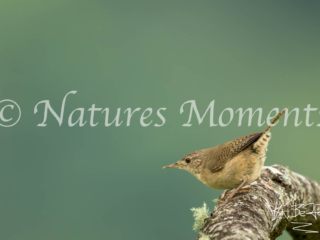 House Wren, Colombia