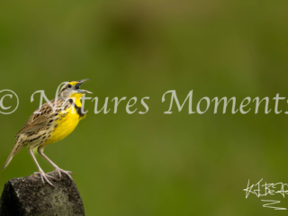 Eastern Meadowlark, La Premavera