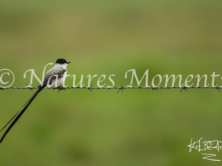 Fork-tailed Flycatcher, La Premavera