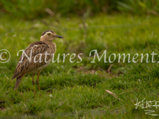 Double striped Thick-knee, La Esperanza