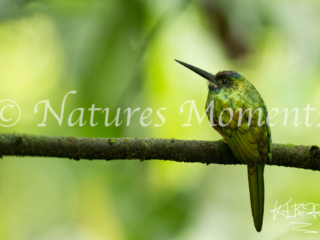 White-chinned Jacamar, Colombia