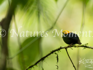Golden-headed Manakin, Colombia