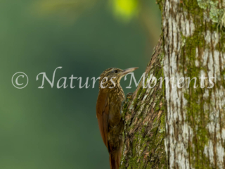 Straight-billed Woodcreeper, Avistamiento de Aves