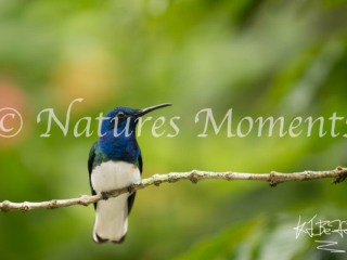 White-necked Jacobin, Colombia