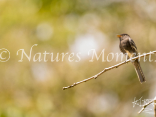 Northern Tropical Pewee, Colombia