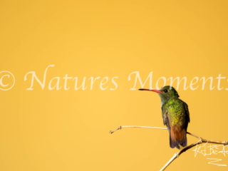 Rufous-tailed Hummingbird, Jardin