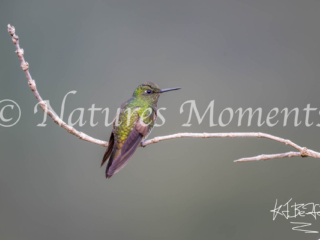 Buff-tailed Coronet Hummingbird,  Colombia