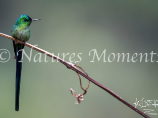  Long-tailed Sylph, Penas Blancas