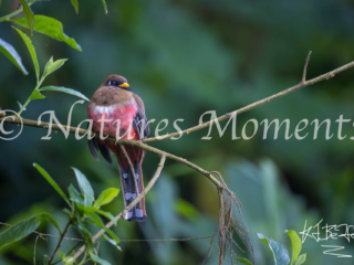 Masked Trogon, Jardin