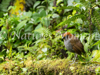 Chestnut-napped Antpitta, Mirador el Roble