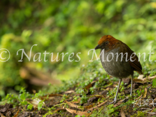 Chestnut-napped Antpitta, Colombia