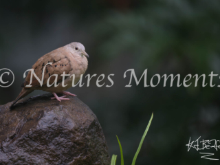 Ruddy Ground Dove, Finca Bambusa