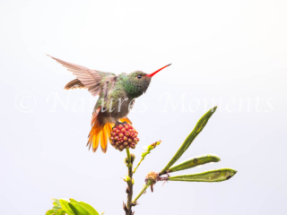 Rufous-tailed Hummingbird, Jardin
