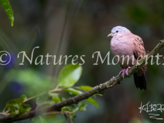 Ruddy Ground Dove, Jardin