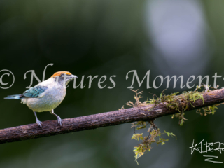 Scrub Tanager, Jardin