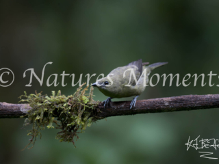 Palm Tanager, Jardin