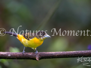 Flame-rumped Tanager, Jardin