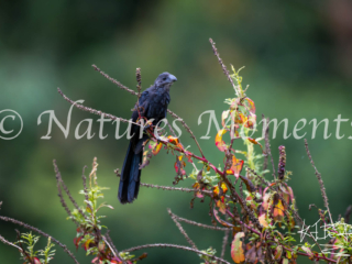 Smooth-billed Ani, Jardin