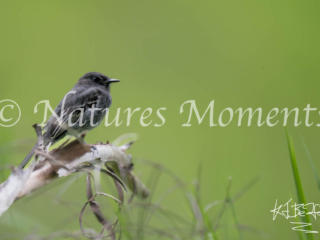 Black Phoebe, Jardin