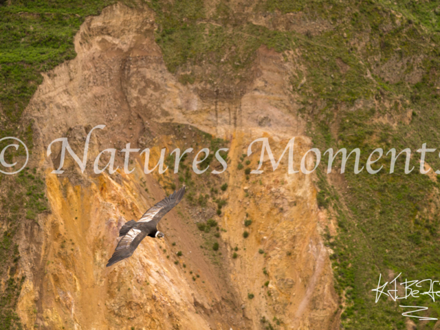 Andean Condor - Deep Canyon