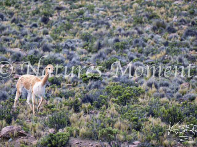 Vicuna, Peru