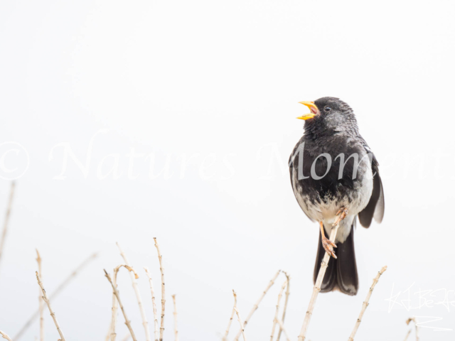 Mourning Sierra Finch, Puno