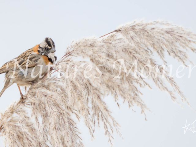 Rufous-collared Sparrow, Puno