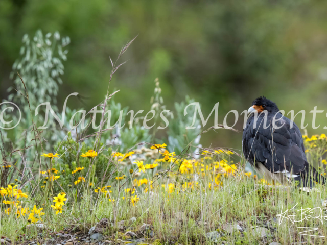 Mountain Caracara, Valle de Animas