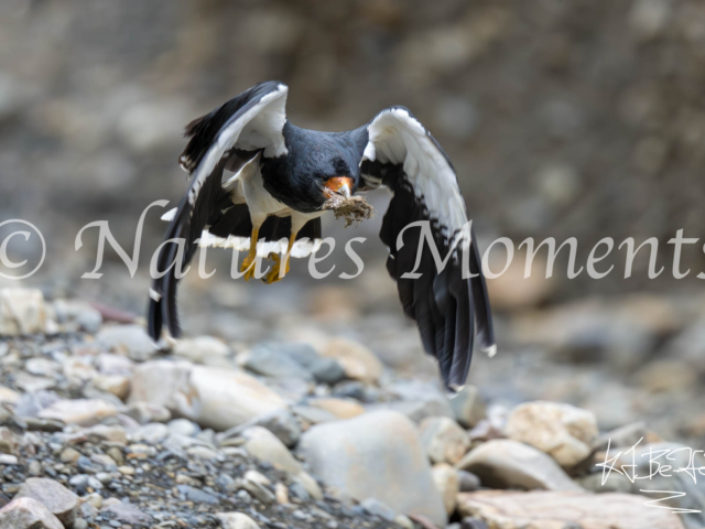 Mountain Caracara, Valle de Animas