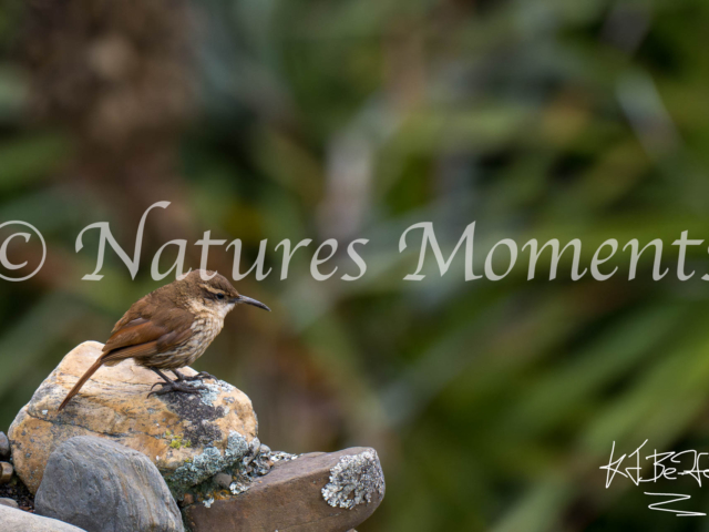 Rock Earthcreeper, Valle de Animas