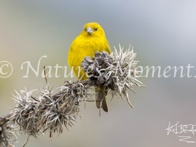 Puna Yellow-Finch, Valle de Animas