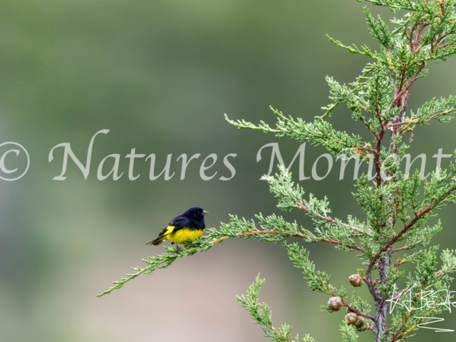 Yellow-bellied Siskin, La Paz